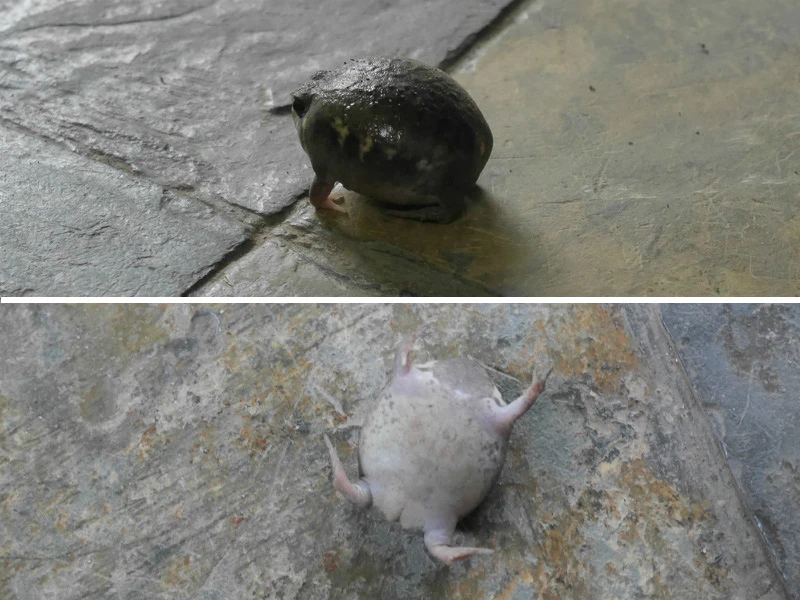 カエルだけにひっくりカエル。南部アフリカに生息するアメフクラガエル。　（上）歩いていたけど、（下）ひっくり返る