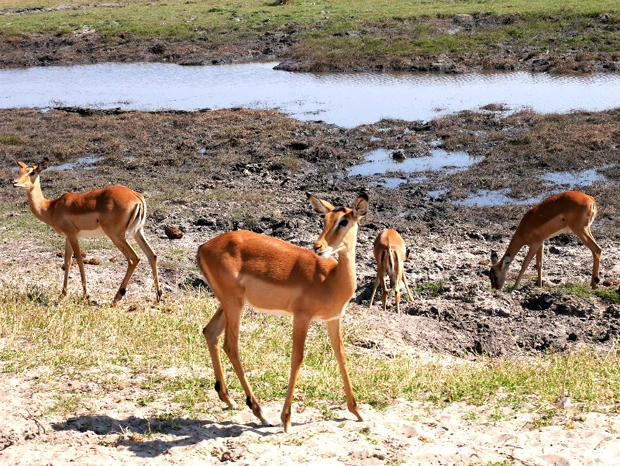 インパラだらけ