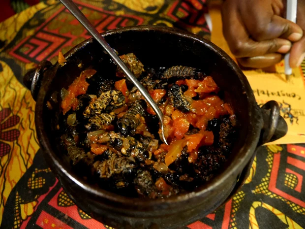 見た目もなかなかグロいモパネワーム