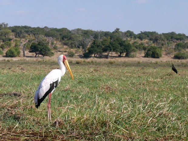コウノトリの仲間、アフリカトキコウ