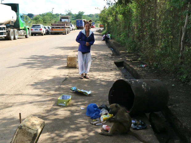 陸路国境越えを野性の猿に阻まれる