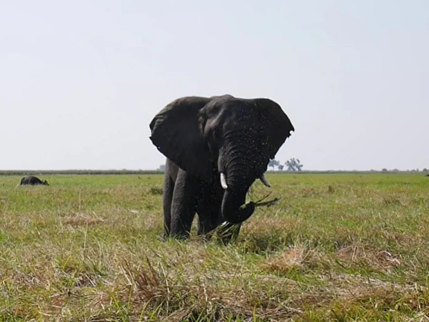 象がチョベスパゲティーを食べております
