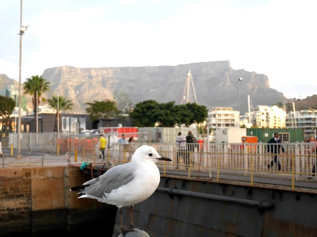 港に面した大型商業施設V&Aウォーターフロントからテーブルマウンテンが見える