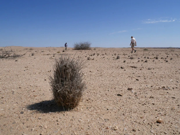 謎の植物に何度もつまづく