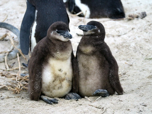 ケープペンギンの赤ちゃん