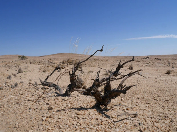 絶景・デッドフレイには行けなかったけど、双子のような枯れ木に遭遇