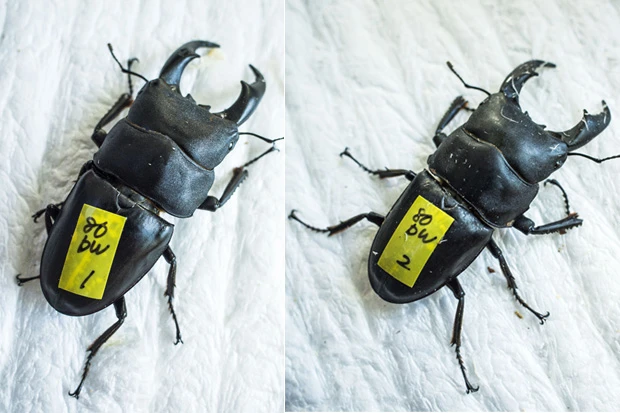 【右・平田君】石垣島でスカウトしたサキシマヒラタクワガタ。野生ならではの勝負根性が売りだ【左・ジョー】平田君と同じサキシマだが、こちらは昆虫ショップで買ったブリード(養殖)。9800 円