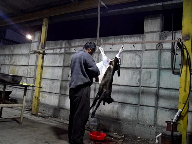 まるで洋服を脱がすように毛皮をはがす。背中が寂しく見えるのは気のせいだろうか