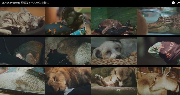 深い眠りにつけるのは、人間だけじゃなかった! ペットなどの哺乳類から爬虫類までVENEXの寝床でグッスリ!(株式会社ベネクスHPより)