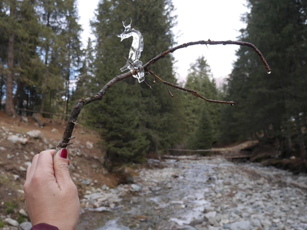 小枝のアイスキャンディー。タツノオトシゴみたい