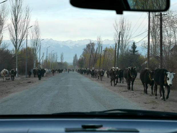 タクシーでの帰り道。正面から牛のご一行様が現れたのはなかなか迫力でした!