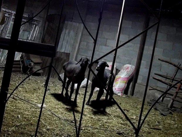 羊が2頭。前の週にはたくさんいたけれど売れてしまったらしい