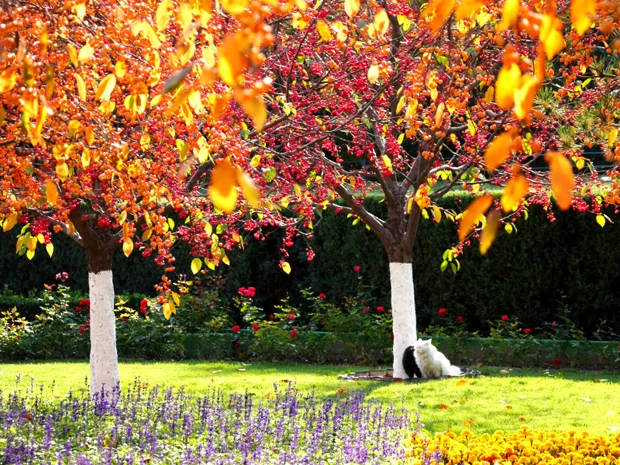 天安門広場の近くでは美しい花壇と紅葉、寄り添う猫にほのぼのさせられた