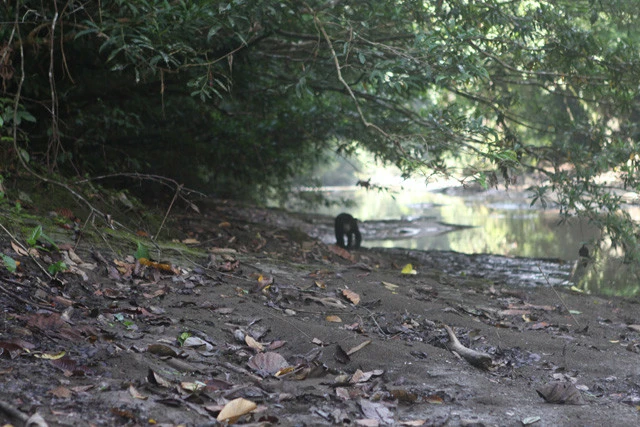 朝、川岸でバッタリ遭遇した絶滅危惧種のマレーグマ。世界最小のクマで、野生の個体を見るのは坪内氏も初めてで非常に珍しい