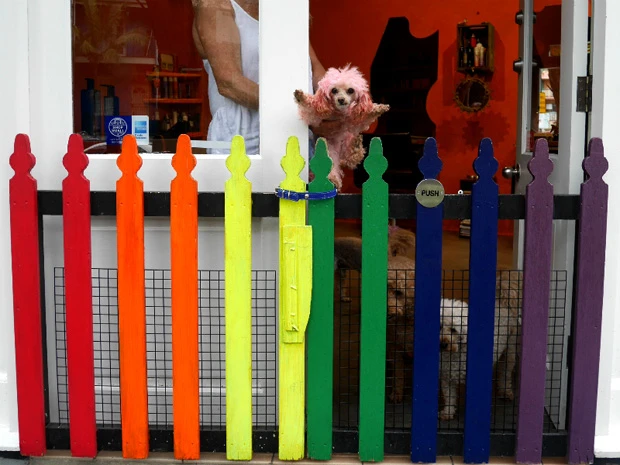 犬もピンクでマルディグラ!