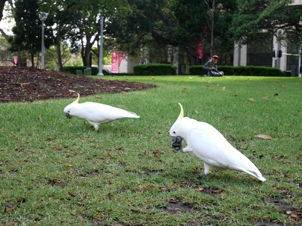 街の真ん中にあるハイドパークではオウムが人を怖がらずにリラックス~♪