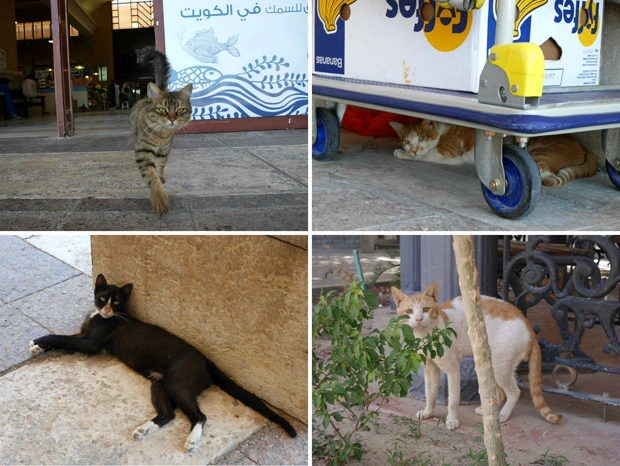 クウェートの猫はやたらとカメラ目線をキメてくる