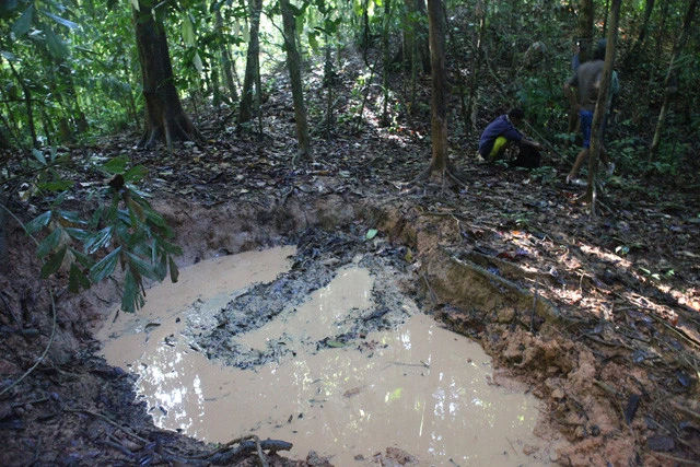 サイをはじめ動物たちが泥浴びに来る「ヌタ場」と呼ばれる場所。周囲の木の幹に自動撮影カメラを仕掛け、サイを探し出す