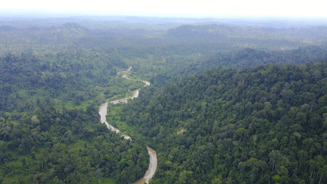 保護区にあるタビン川流域には、広大な原生林と二次林が広がる