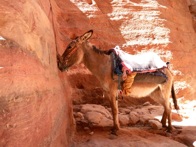 壁に鼻を押し付けているドンキー。ストレス？