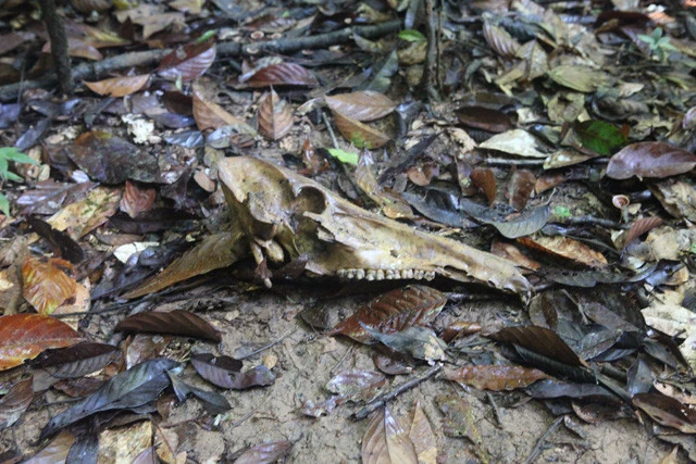 白骨化したイノシシ。熱帯ジャングルでは、動物死骸は３ヵ月もあればここまで分解される