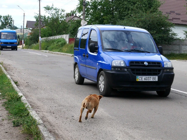 帰りのバス停。車が来る度に吠えて突進して行く野良犬。はねられないか心配