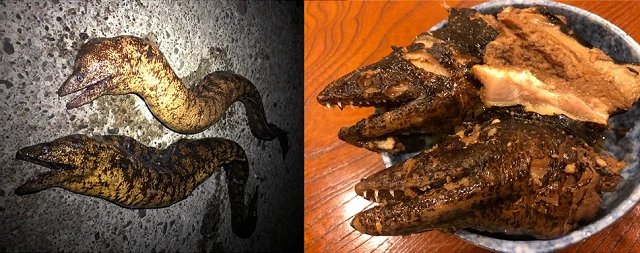 今回の企画一発目は、館山名物で「海のギャング」とも呼ばれるウツボ! 刺身以外に頭は煮付けになった