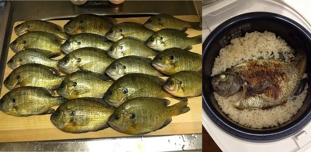 大漁に釣れるブルーギルはレパートリーも豊富。内臓は臭うが捌いて加熱すればノーマルな白身魚、これまでにさつま揚げのほか、炊き込みご飯にしたことも