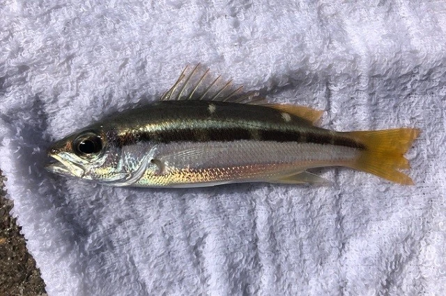 日本初記録となるツースポットバンデッドスナッパーを釣り上げたことも! 標本に残していれば大発見となったが、食料にしてしまったためアウト! 偉業ならず......