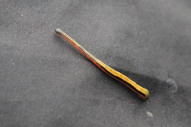 体長４、５ｃｍはあるヤマビルの「タイガーリーチ」は鮮やかなオレンジ色をしている。人や動物の皮膚に素早く取りついて吸血する