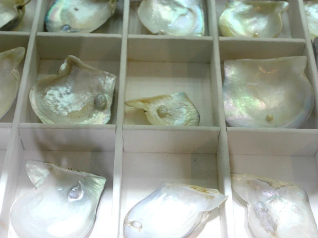 貝殻に張り付いた天然真珠