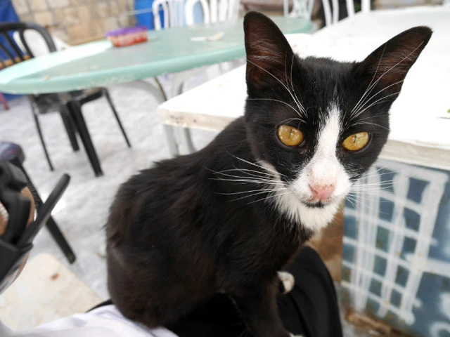 イスラエルの猫。なんだかシュっとしている