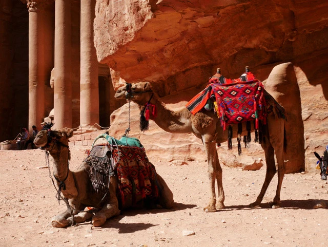 ラクダは絵になる