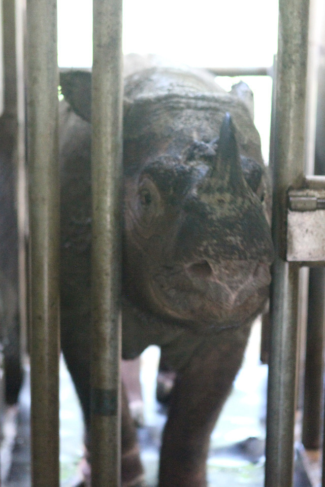 ボルネオ島現地取材 絶滅宣言も出た 幻の スマトラサイ に会いにゆく 前編 野生の個体はジャングルの奥深くにいる ライフ 文化 ニュース 週プレnews 週刊プレイボーイのニュースサイト