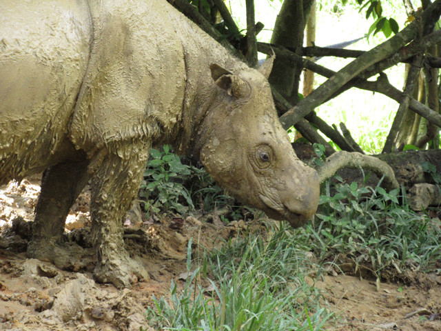 ボルネオ島現地取材 絶滅宣言も出た 幻の スマトラサイ に会いにゆく 前編 野生の個体はジャングルの奥深くにいる ライフ 文化 ニュース 週プレnews 週刊プレイボーイのニュースサイト