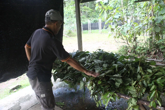 エサはイチジクなど１２種類の葉を混ぜ合わせたものを与えている