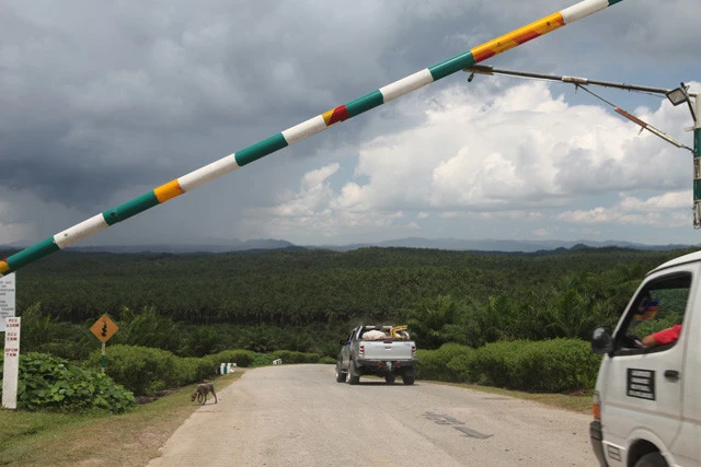 ゲートの奥に広がるアブラヤシのプランテーション。マレーシアの大企業、ハプセン社が所有し、インドネシアから来た不法移民などが過酷な条件で働いている