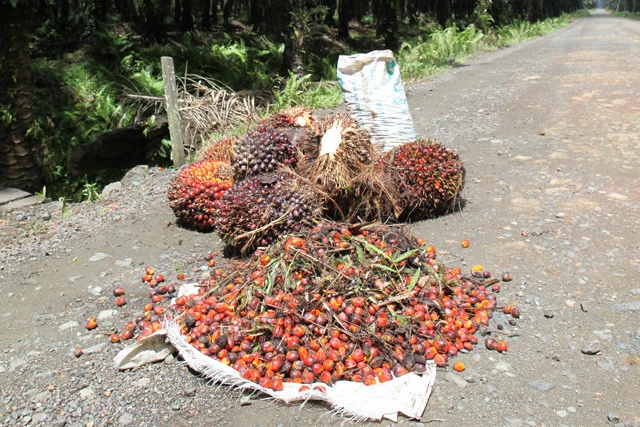 ヤシの果肉を搾りパーム油として商品化