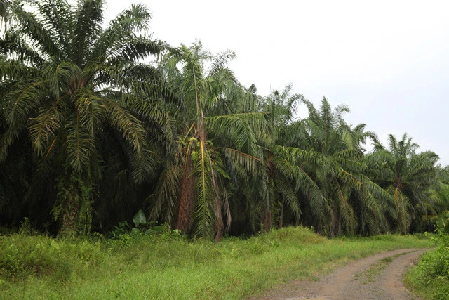 中央のアブラヤシの葉っぱが垂れているのはゾウに引っ張られた跡。ゾウに限らず、すみかを失った動物たちはこうしてプランテーションに出てくることも