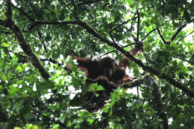 タビン野生動物保護区の密林にいたオランウータンの親子。保護区を取り巻く今の状況を放置すれば、こうした絶滅危惧種が次々に姿を消すことに......