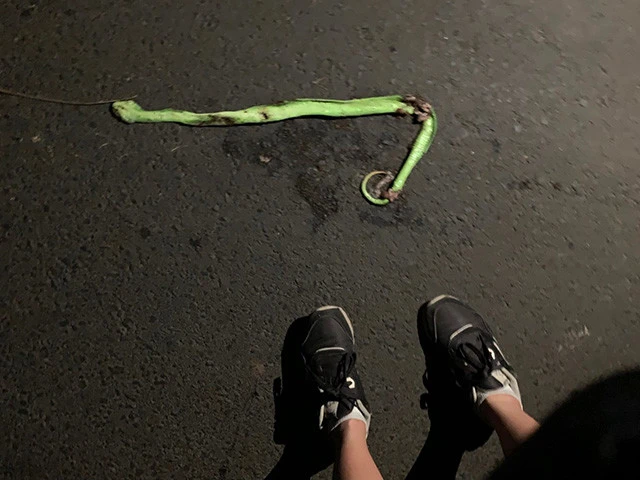 ヘビの死骸。紐かと思った
