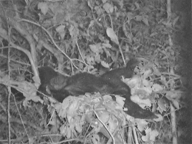 赤外線カメラでの夜間撮影。気持ちよさそうに寝るチンパンジー