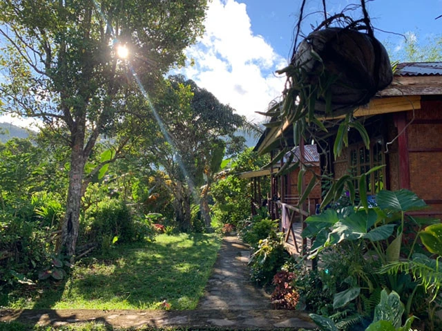 緑がボーボーの中にある宿