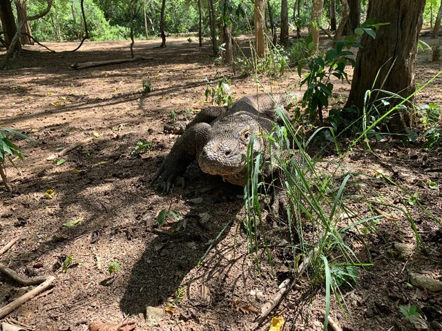 ぬるっとコモドドラゴン登場！