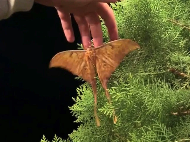 謎の生物のアップ