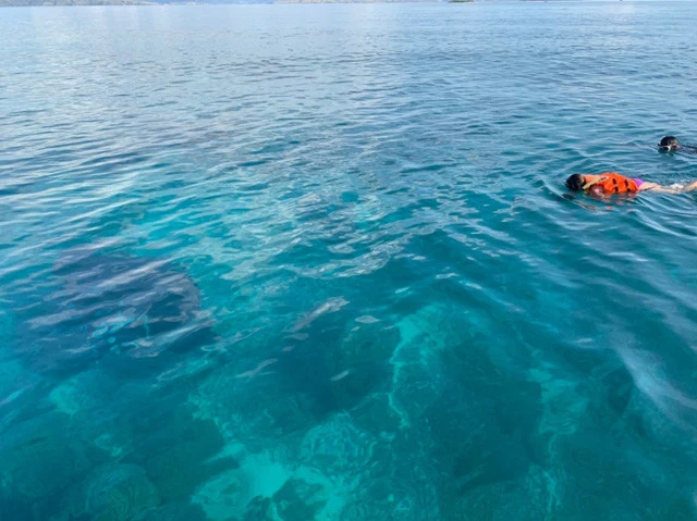 マンタとの遭遇！　左の黒い影がマンタ！　大きいよ！