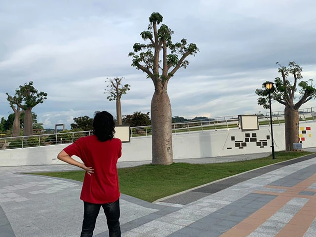 整然とした公園にはたくさんのバオバブの木が生えている