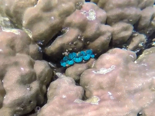 シュノーケル中に見つけた青い唇！　海の中は不思議なものがいっぱい！