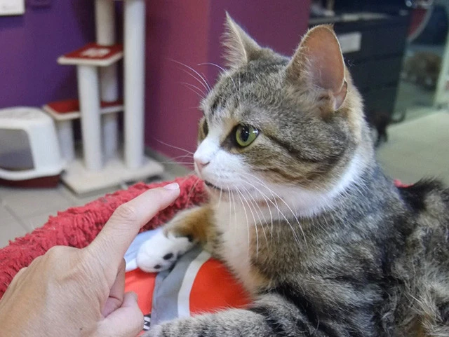 遠い目をして焦点を外す猫