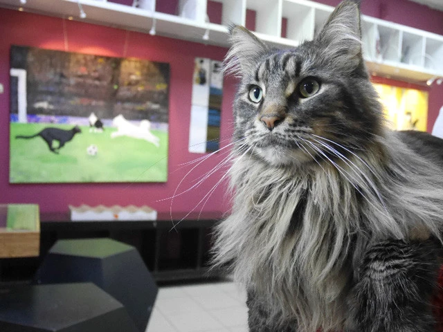 多分これがシベリア猫。正式名称は「サイベリアンフォレストキャット」。「サイベリアン」とも呼ばれる